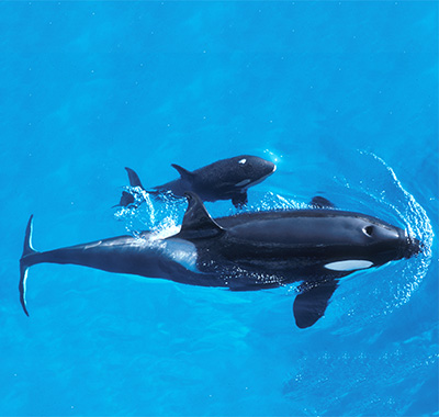 KILLER WHALES (Orcinus orca) - Physical Characteristics