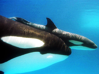 killer whales birth care whale seaworld young orca orlando visit