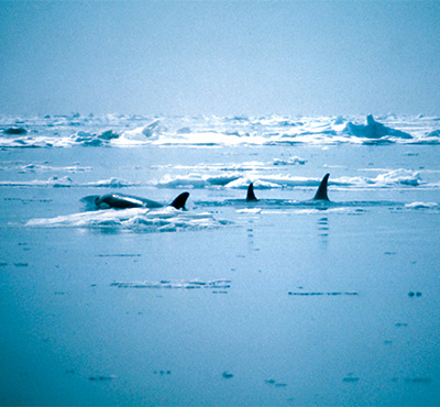 Where do orcas live?