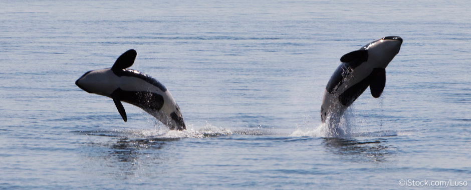 The Scientific Classification of Killer Whales