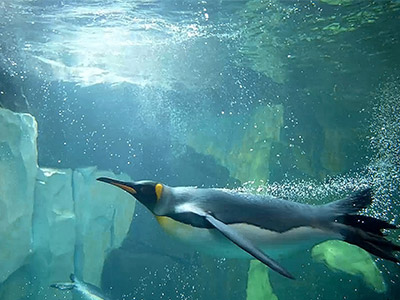 How do penguins adapt to their habitat?