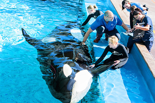 KILLER WHALES (Orcinus orca) - Conservation & Research