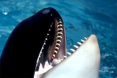 killer whale characteristics teeth physical does orca whales its jaw food orcinus chew instead