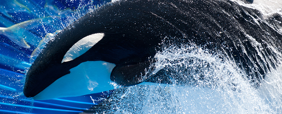 KILLER WHALES (Orcinus orca) - Adaptations for an Aquatic Environment