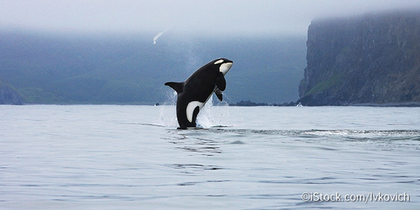 Why are killer whales endangered?