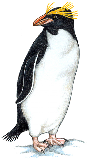 macaroni penguin endangered