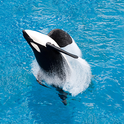 KILLER WHALES (Orcinus orca) - Adaptations for an Aquatic Environment