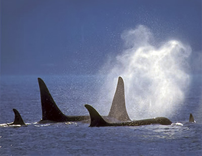 KILLER WHALES (Orcinus orca) - Adaptations for an Aquatic Environment