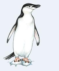 PENGUINS - Appendix: Penguin Species Overviews