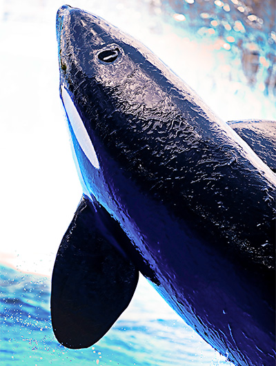 KILLER WHALES (Orcinus orca) - Senses