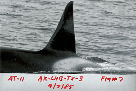 KILLER WHALES (Orcinus orca) - Physical Characteristics