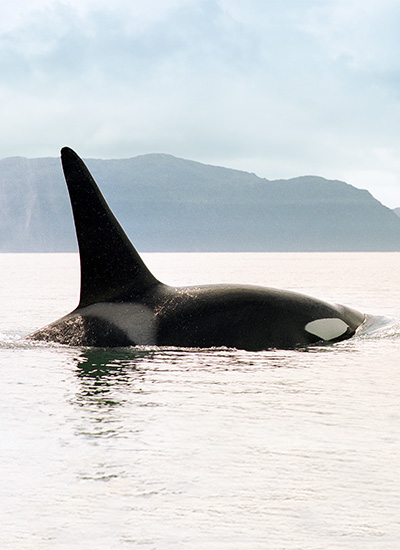 KILLER WHALES (Orcinus orca) - Physical Characteristics